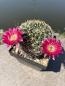 Preview: Lobivia acanthoplegma var. roseiflora